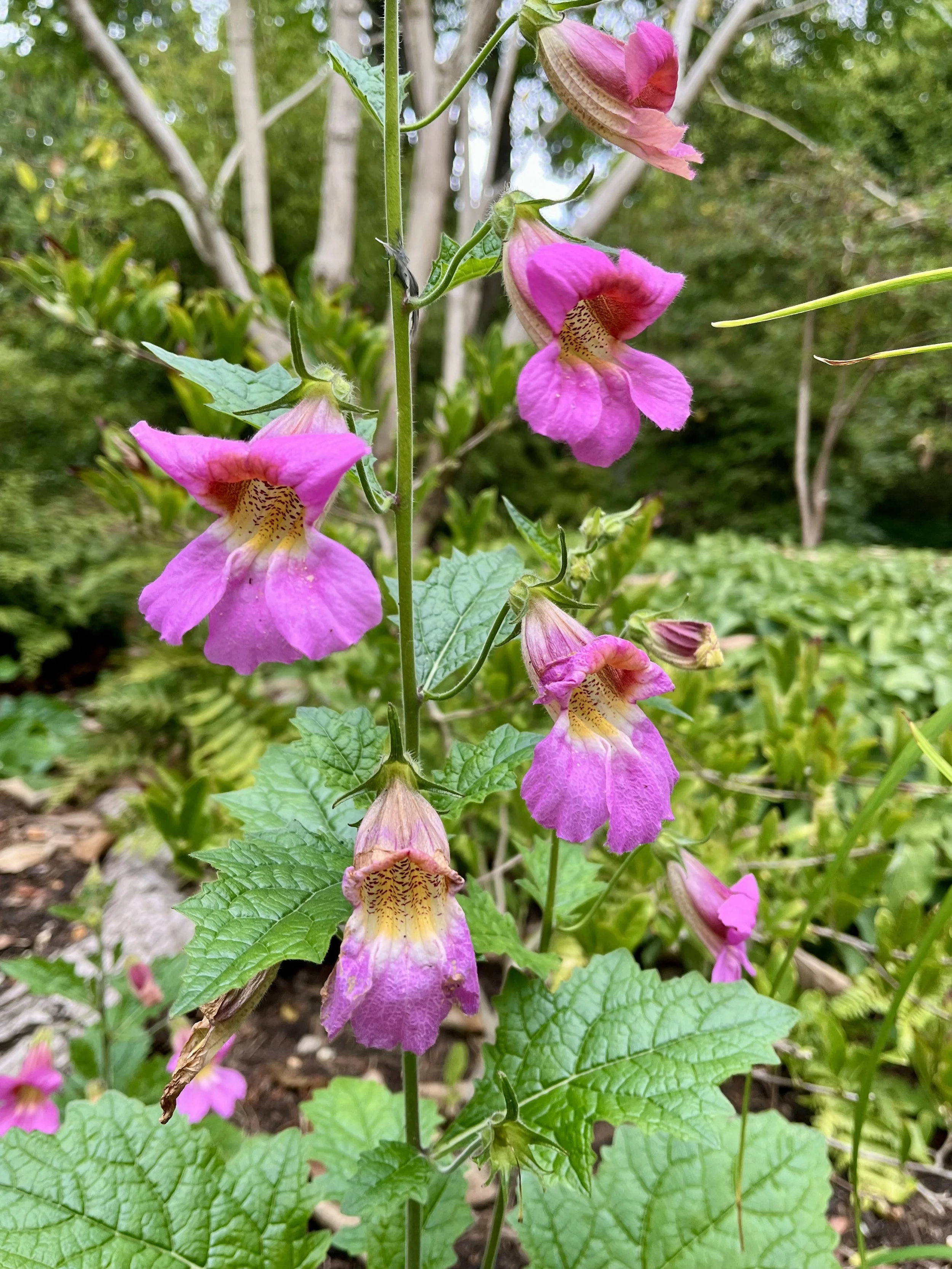 Rehmannia elata — Friends of the Botanical Gardens Sheffield